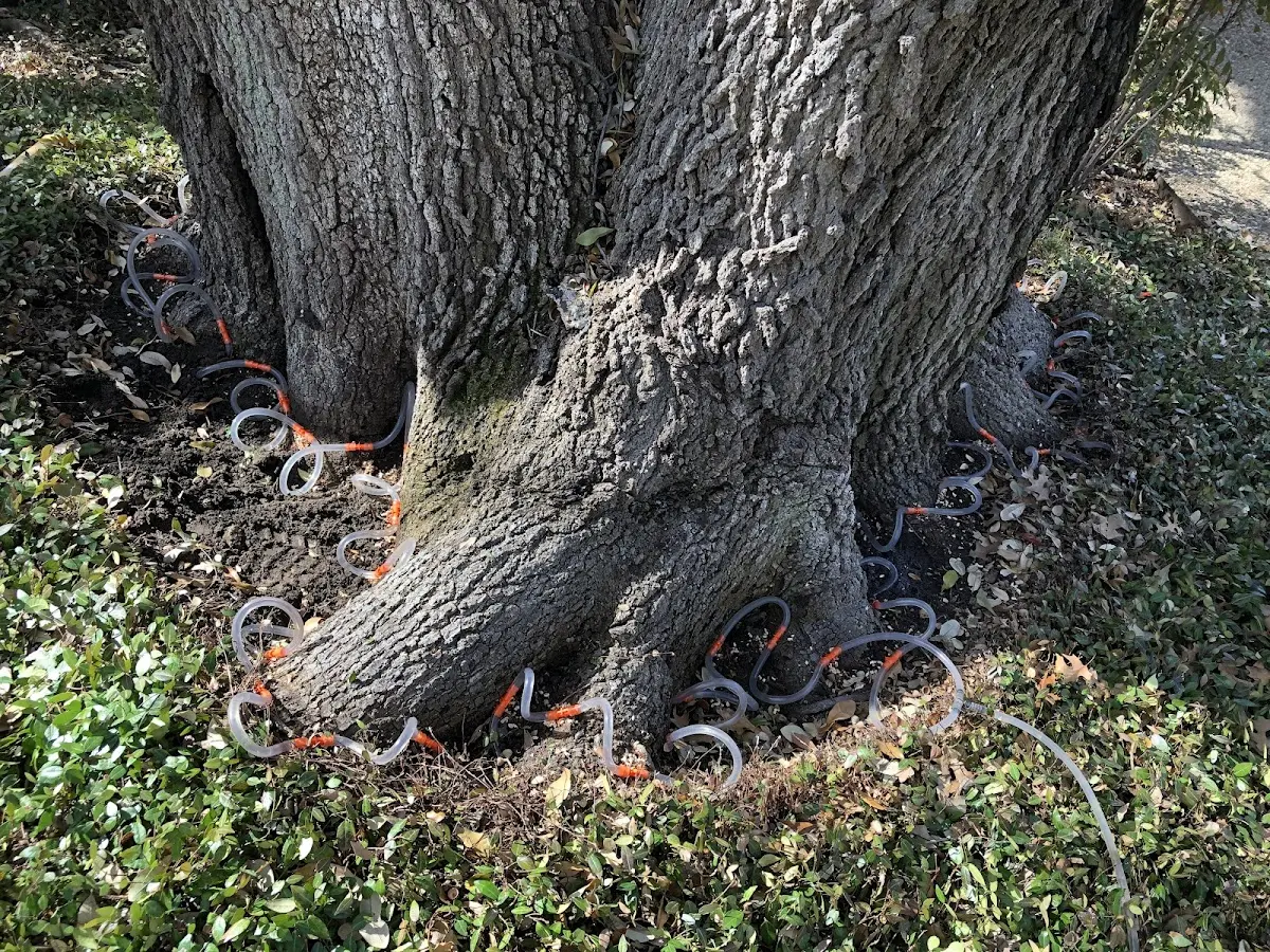 Detailed Tree Cabling and Bracing job site in Bethany Beach